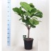 Фикус Лирата на штамбе (Ficus Lyrata) 